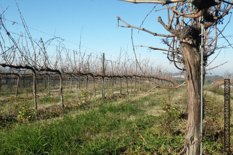 Rangée de vignes en hiver. Photo © André M. Winter