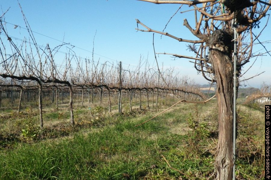Rangée de vignes en hiver. Photo © André M. Winter