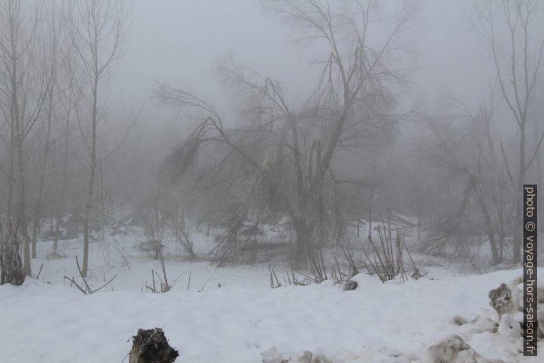 Du brouillard dans la foret rivulaire du Pô en hiver. Photo © André M. Winter