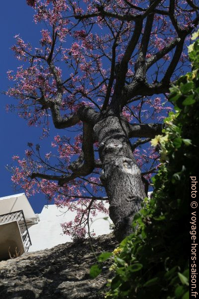 Arbre à fleurs roses automnales et avec beaucoup d'épines. Photo © Alex Medwedeff