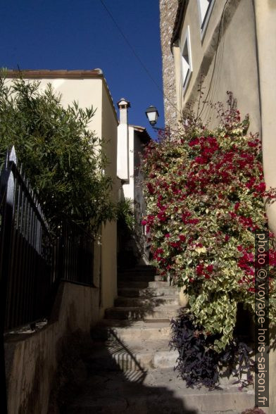 Bougainvillier sur un escalier dans le village de Roquebrune. Photo © André M. Winter