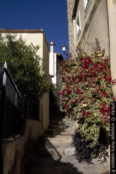 Bougainvillier sur un escalier dans le village de Roquebrune. Photo © André M. Winter