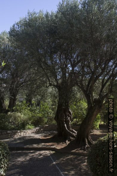 Oliviers du Parc Cap Martin. Photo © Alex Medwedeff