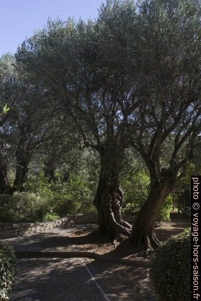 Oliviers du Parc Cap Martin. Photo © Alex Medwedeff