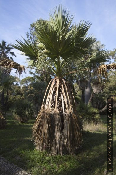 Palmier aux anciennes feuilles palmées non coupées. Photo © André M. Winter