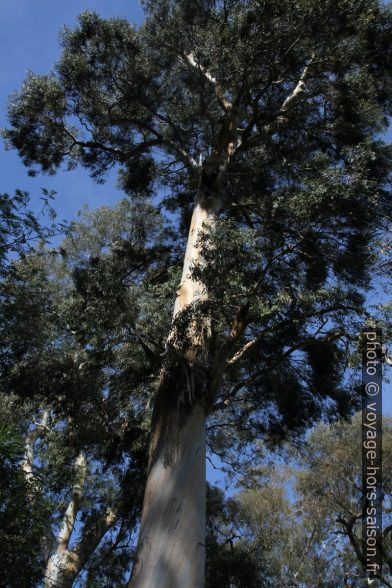 Eucalyptus dans le Jardin Thuret. Photo © Alex Medwedeff