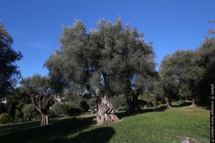 Olivieraie centainaire du Domaine des Collettes. Photo © André M. Winter