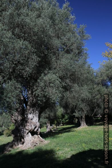 Vieux oliviers du Domaine des Collettes. Photo © Alex Medwedeff