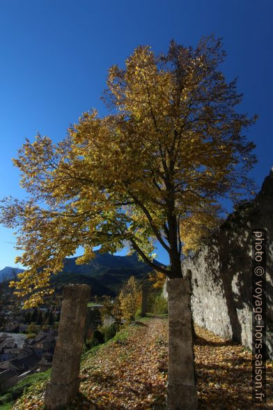 Arbre dans les Jardins de la Tour. Photo © André M. Winter