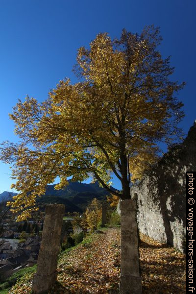 Arbre dans les Jardins de la Tour. Photo © André M. Winter