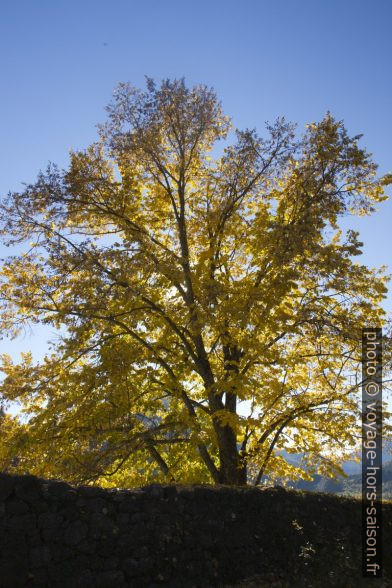 Arbre aux feuilles jaunes en automne. Photo © Alex Medwedeff
