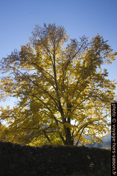 Arbre aux feuilles jaunes en automne. Photo © Alex Medwedeff
