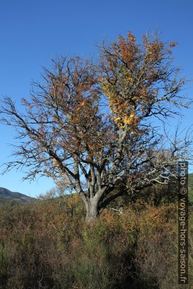 Cormier en automne. Photo © Alex Medwedeff