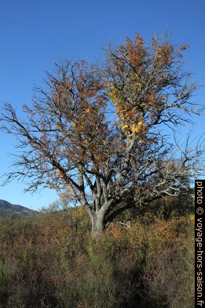 Cormier en automne. Photo © Alex Medwedeff