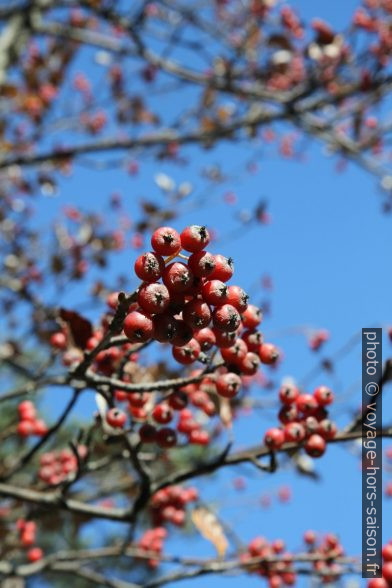 Fruits du sorbier des oiseleurs. Photo © Alex Medwedeff