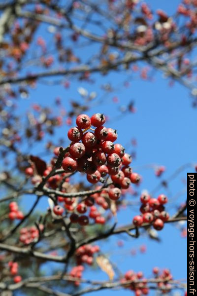 Fruits du sorbier des oiseleurs. Photo © Alex Medwedeff