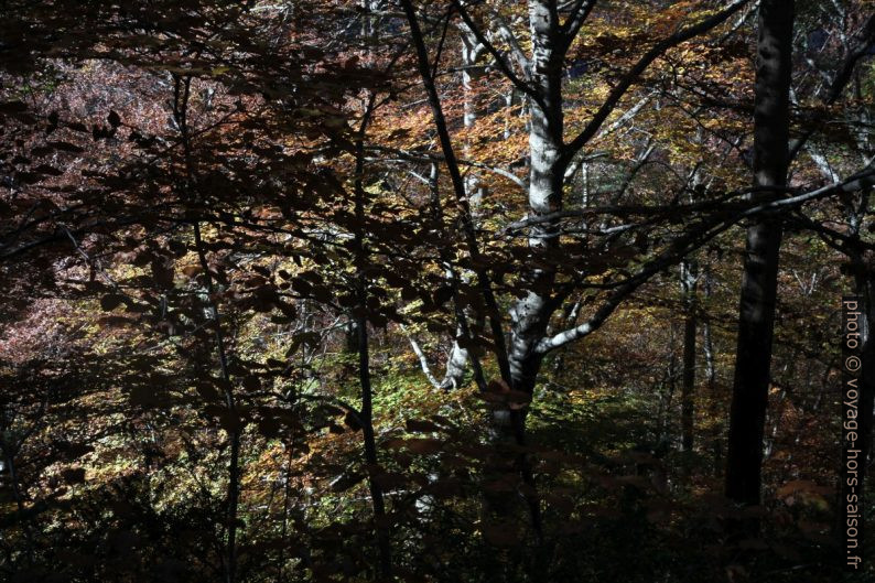 Forêt d'automne dans le Verdon. Photo © Alex Medwedeff