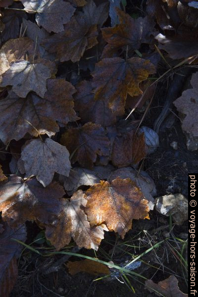 Feuilles mortes dans la forêt d'automne. Photo © Alex Medwedeff
