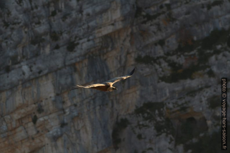 Vautour en vol devant la Barre de Casseyère. Photo © André M. Winter