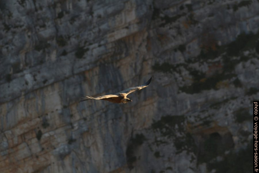 Vautour en vol devant la Barre de Casseyère. Photo © André M. Winter