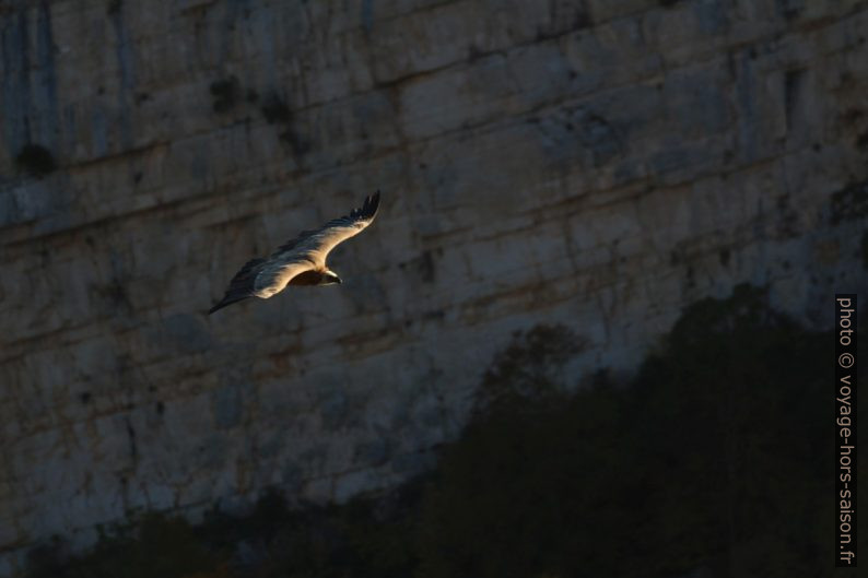 Vautour en vol devant la Barre de Casseyère. Photo © André M. Winter