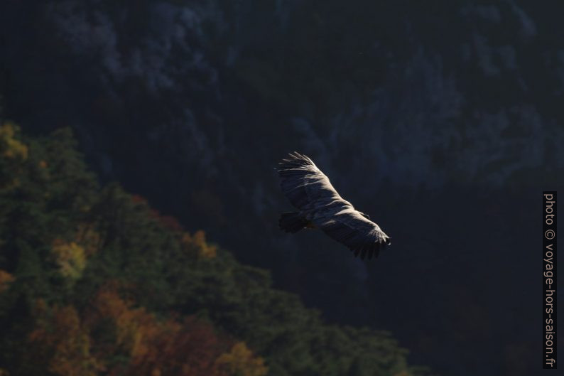 Vautour en vol vu de dessus. Photo © André M. Winter