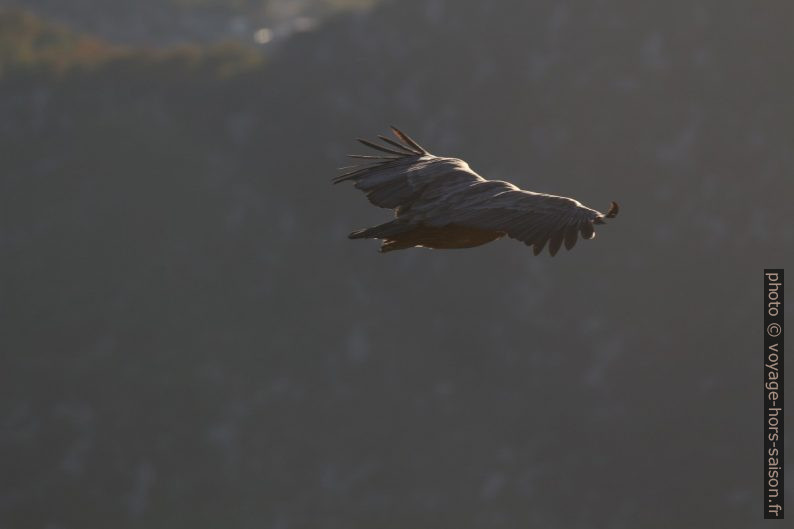 Vautour fauve en vol et en contre-jour. Photo © André M. Winter