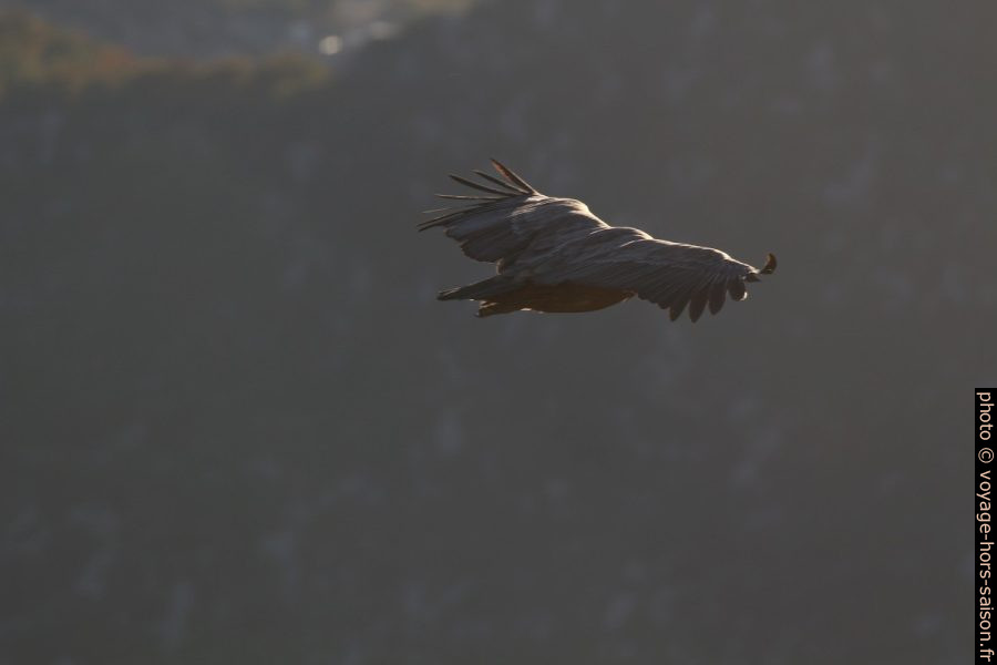Vautour fauve en vol et en contre-jour. Photo © André M. Winter