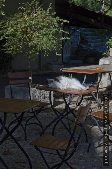 Chat sur une table. Photo © Alex Medwedeff