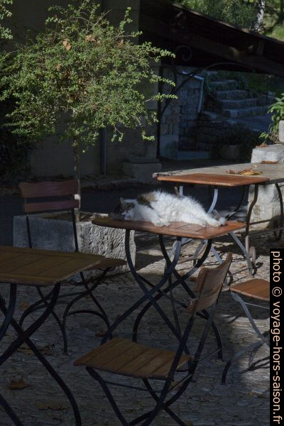 Chat sur une table. Photo © Alex Medwedeff
