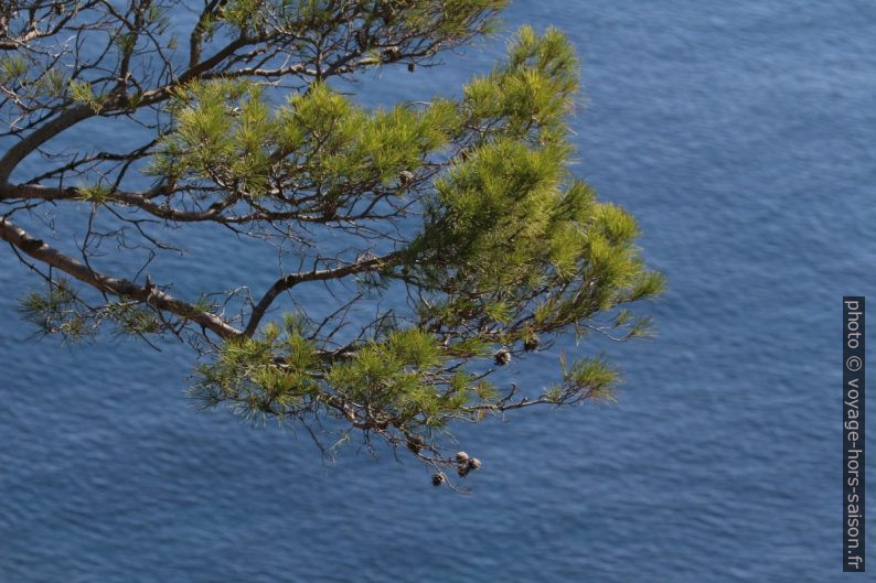 Une branche de pin devant mer bleue. Photo © André M. Winter