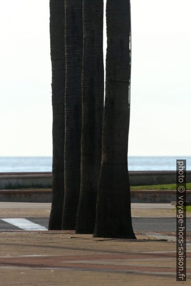 Quatre troncs de palmiers devant la mer. Photo © André M. Winter