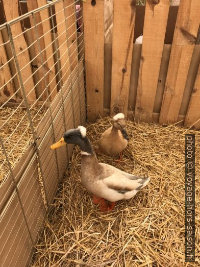 Canards huppés à la Foire de Brignoles. Photo © Alex Medwedeff