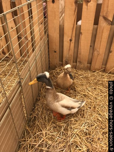Canards huppés à la Foire de Brignoles. Photo © Alex Medwedeff