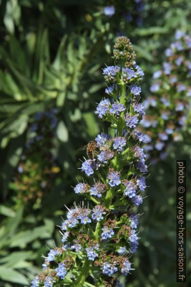 Fleurs bleues. Photo © Alex Medwedeff