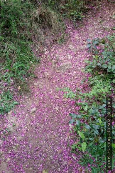 Chemin couvert de pétales de fleurs de l'arbre de Judé. Photo © André M. Winter