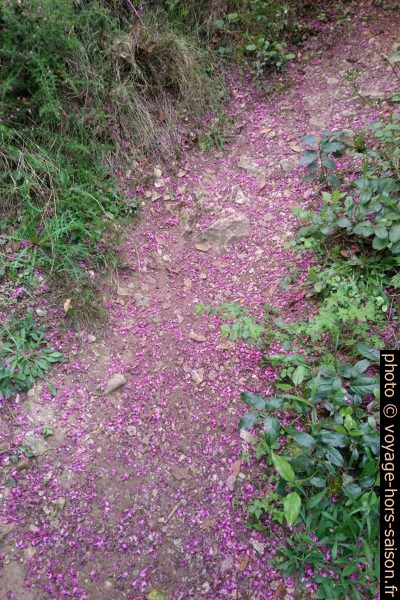 Chemin couvert de pétales de fleurs de l'arbre de Judé. Photo © André M. Winter