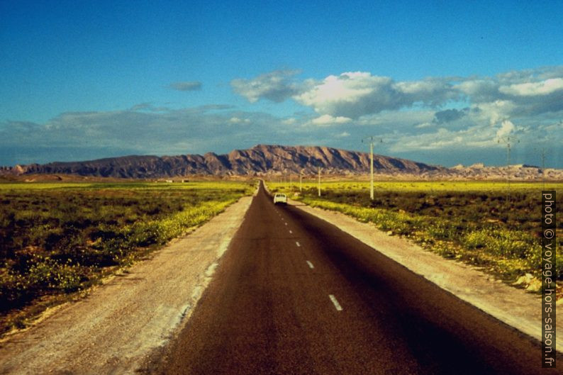 Route dans le désert fleuri entre Feriana et Gafsa. Photo © Leonhard Schwarz