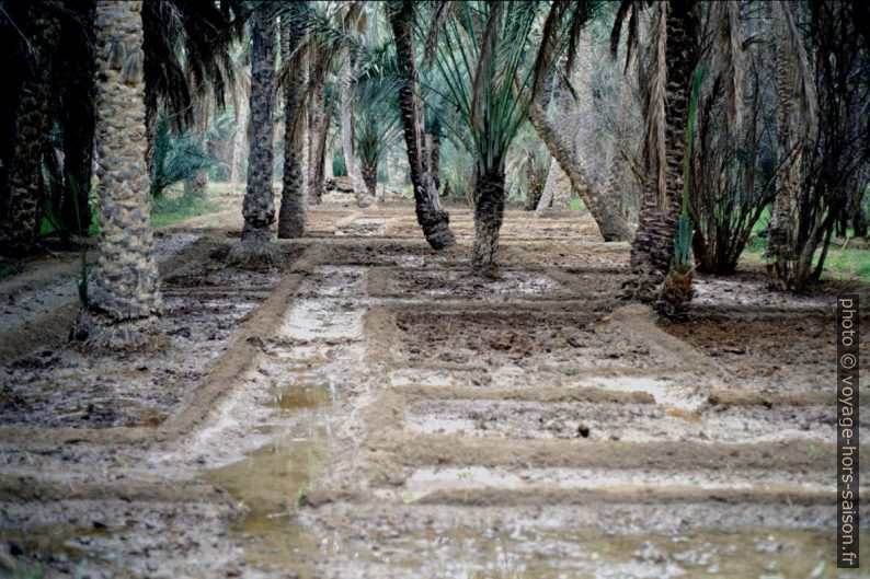 Détail de l'irrigation de la palmeraie de Nefta. Photo © Leonhard Schwarz