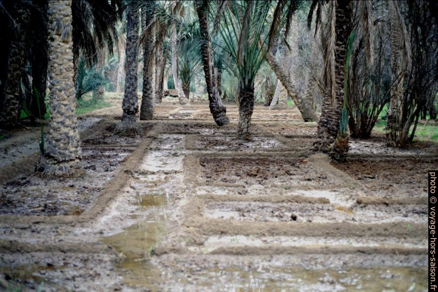 Détail de l'irrigation de la palmeraie de Nefta. Photo © Leonhard Schwarz