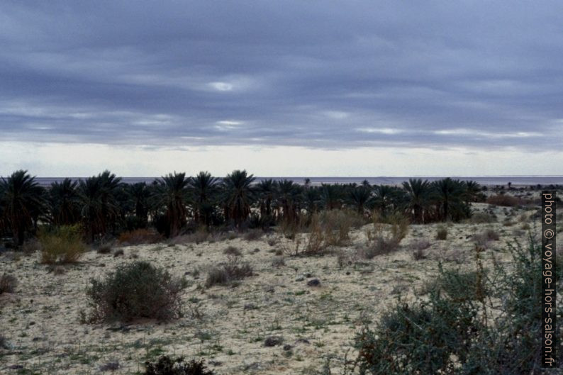 La palmeraie de Nefta en bordure du Chott el-Jérid. Photo © Leonhard Schwarz