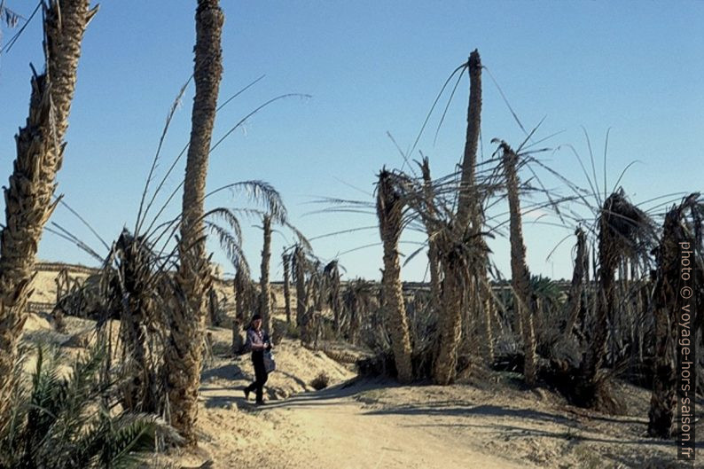 Palmiers morts à Tozeur en 1996. Photo © André M. Winter