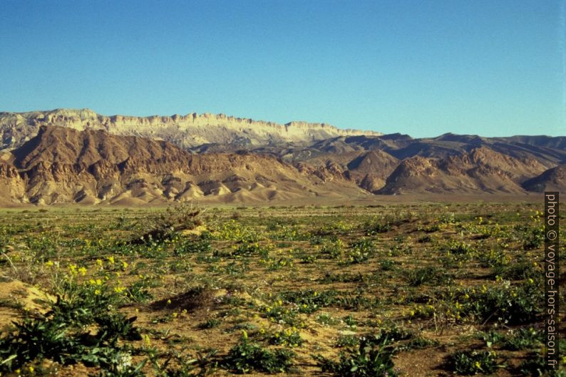 Plaine fleurie dans le Chott el-Gharsa. Photo © Leonhard Schwarz