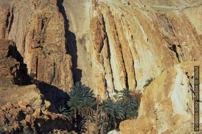 Palmeraie au fond du Canyon perpendiculaire aux strates verticales . Photo © André M. Winter