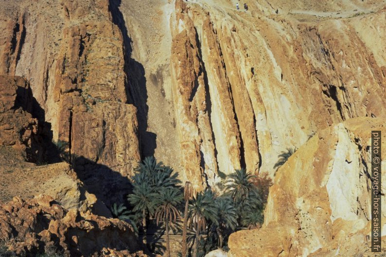 Palmeraie au fond du Canyon perpendiculaire aux strates verticales . Photo © André M. Winter