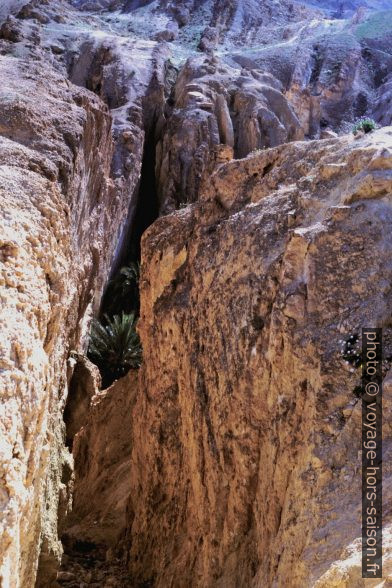 Palmeraie au fond du canyon perpendiculaire aux strates verticales. Photo © André M. Winter