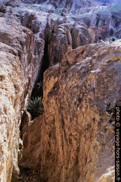 Palmeraie au fond du canyon perpendiculaire aux strates verticales. Photo © André M. Winter