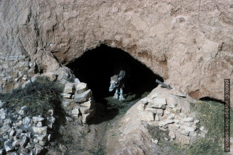 Dromadaire blanc dans une étable troglodytique à Matmata . Photo © André M. Winter