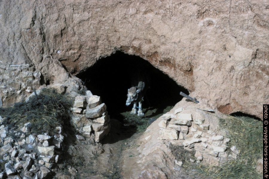 Dromadaire blanc dans une étable troglodytique à Matmata . Photo © André M. Winter