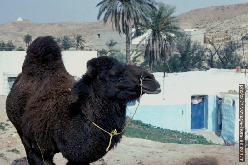 Chameau d'Arabie à Matmata. Photo © André M. Winter